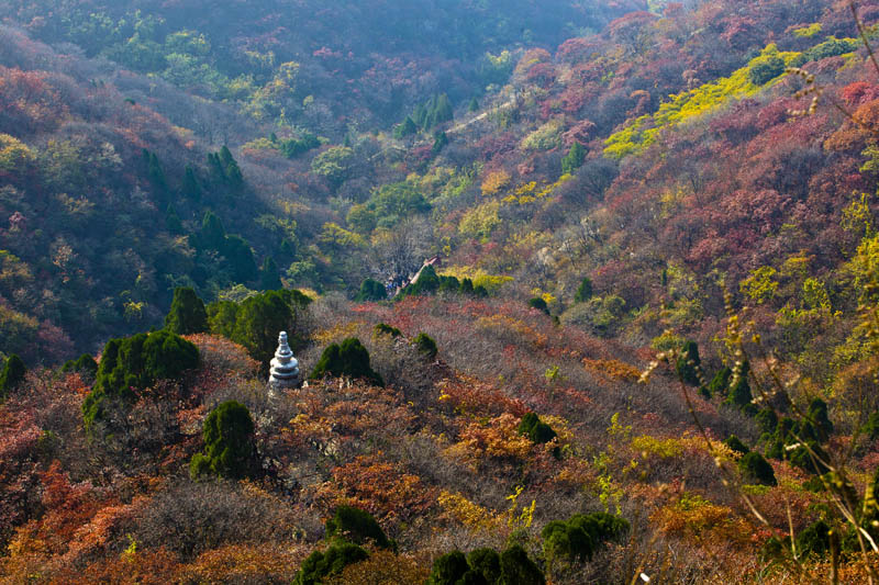 青州秋语