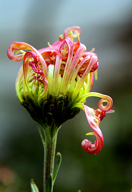 东篱菊