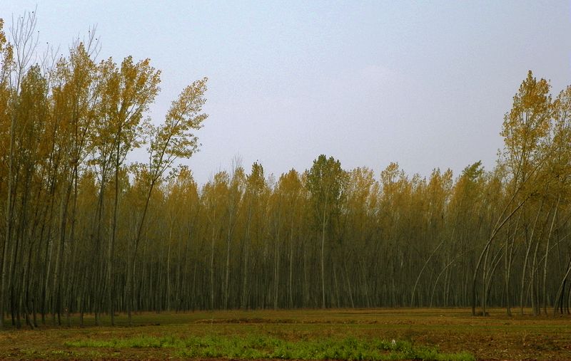 黄河岸边