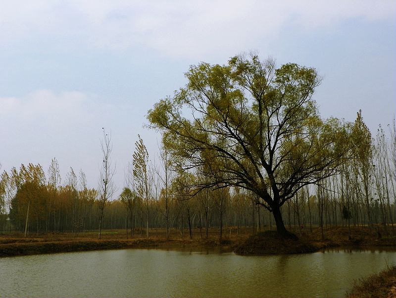 黄河岸边