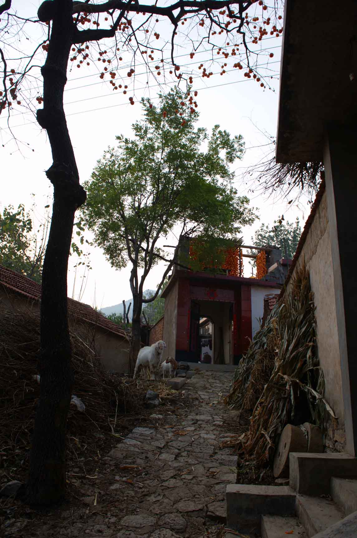 晚交的“柿”作业