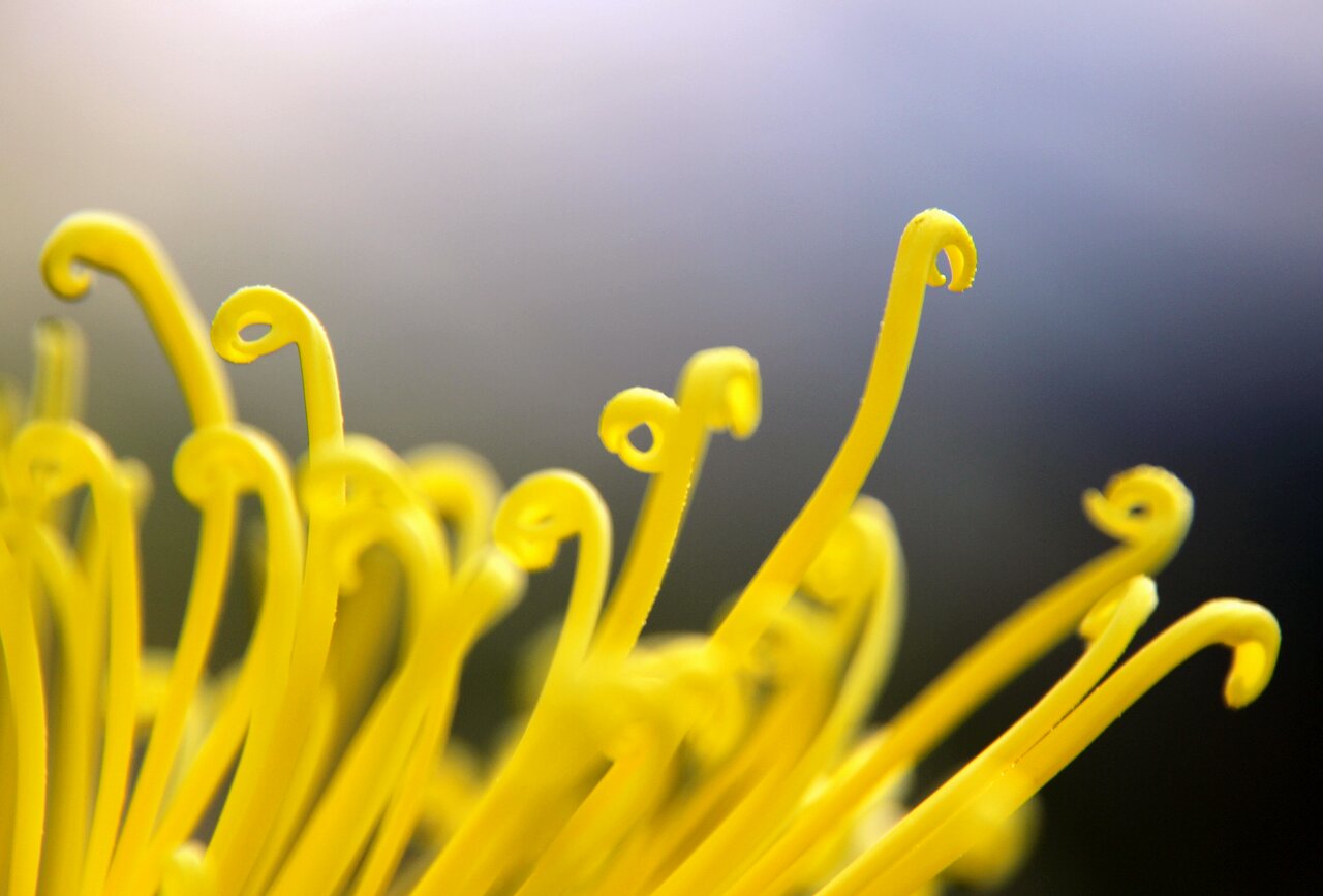 [原创]菊花的另一种表现