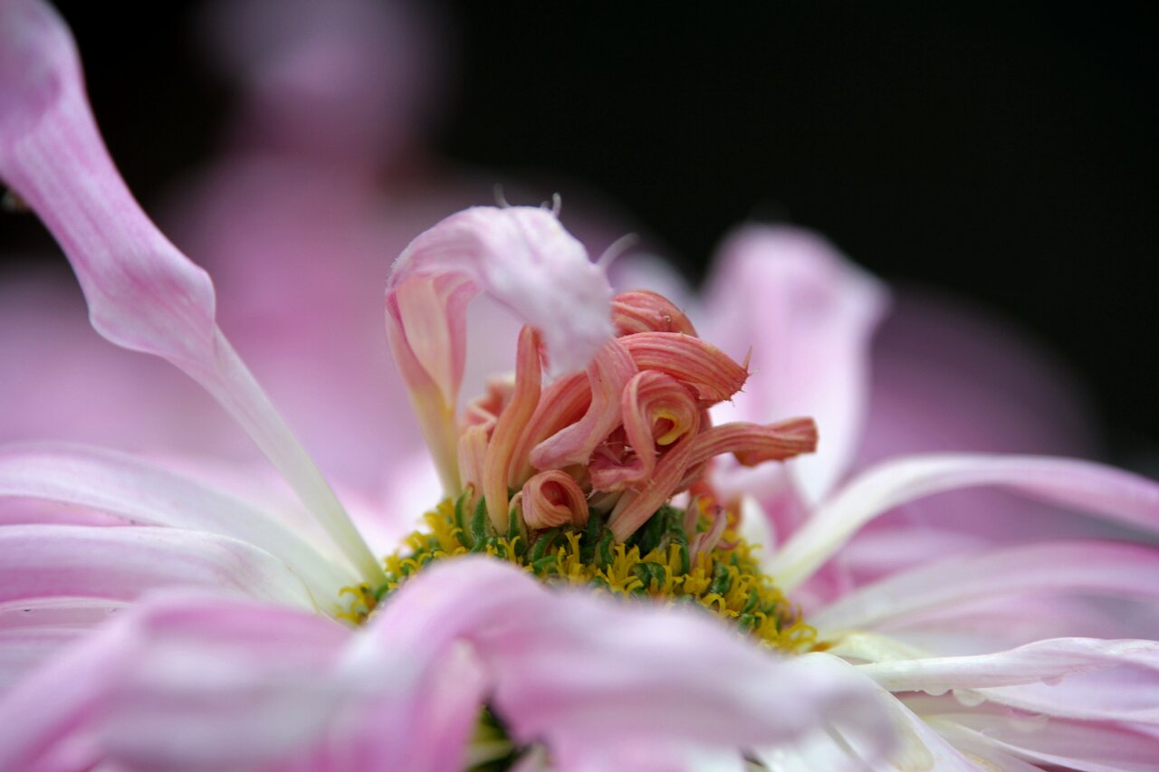[原创]菊花的另一种表现