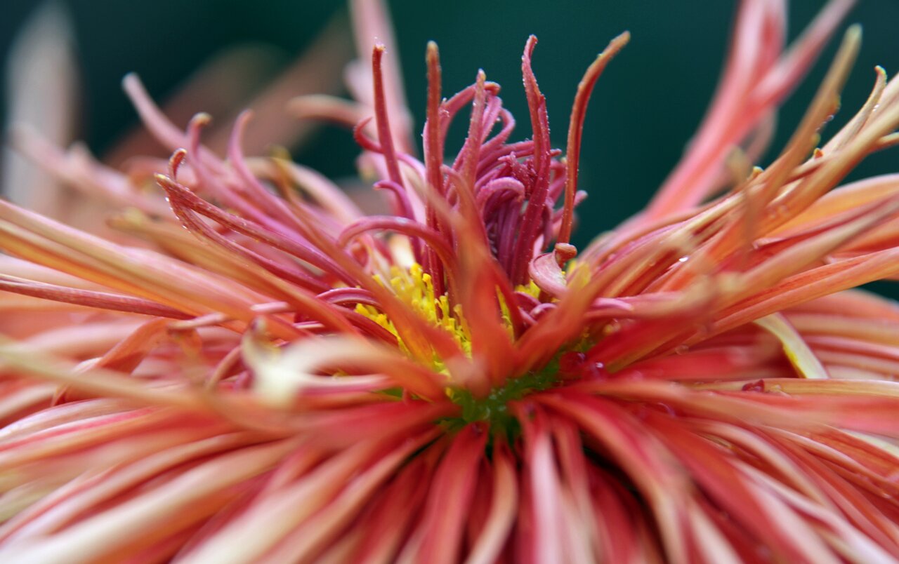 [原创]菊花的另一种表现