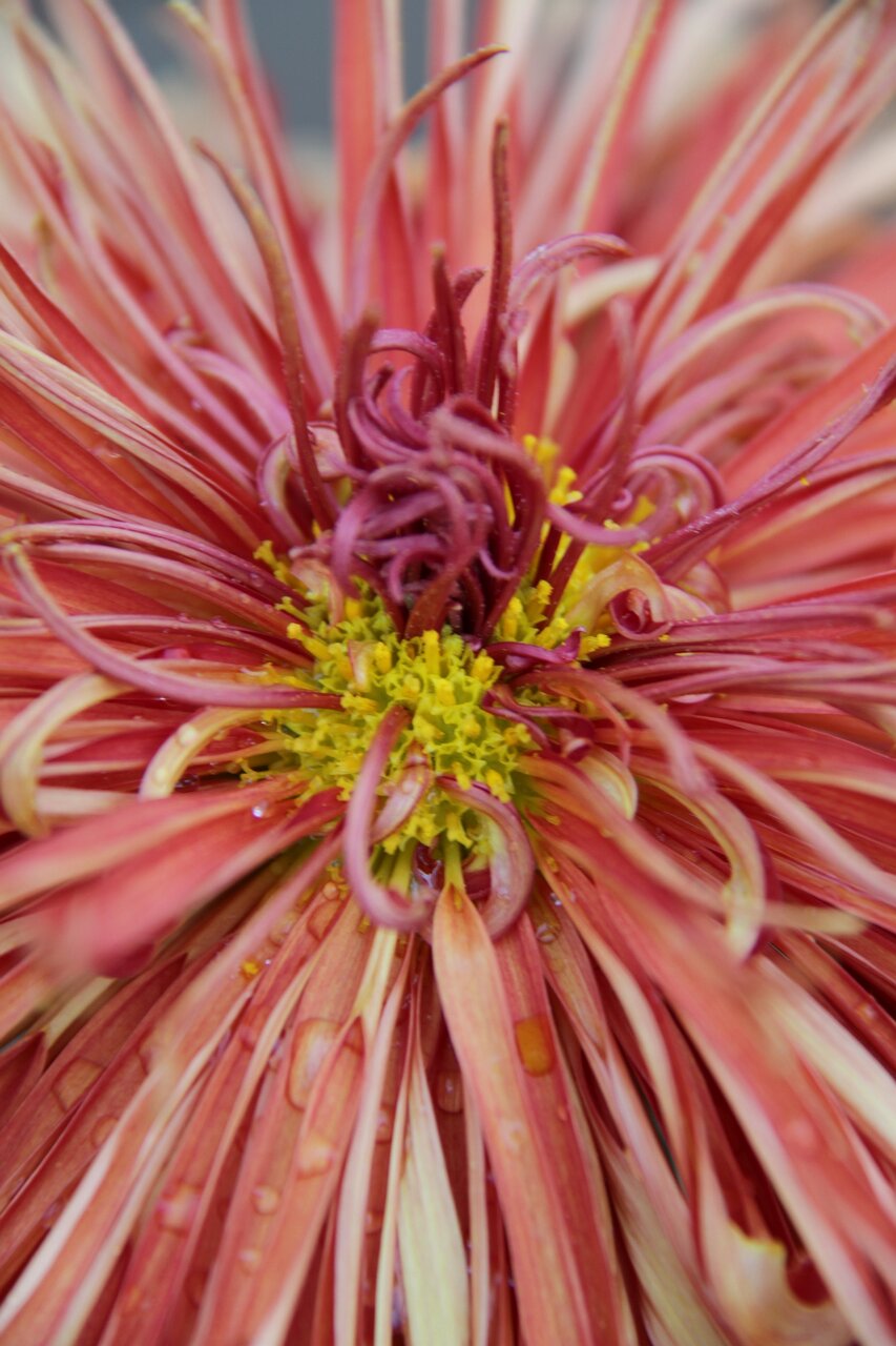 [原创]菊花的另一种表现