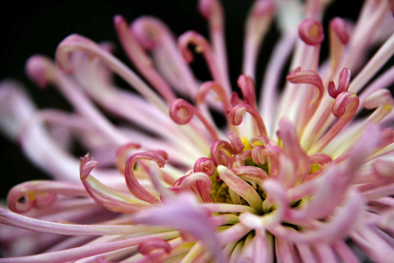 [原创]菊花的另一种表现