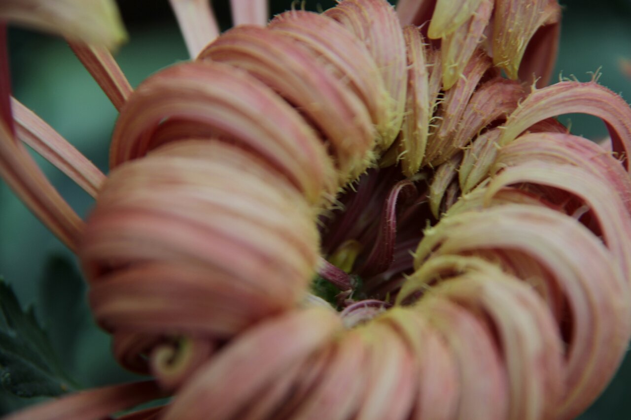 [原创]菊花的另一种表现