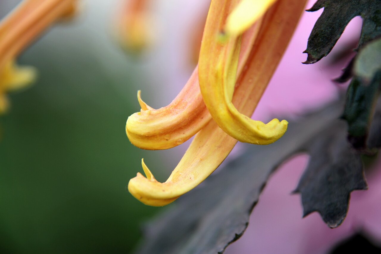 [原创]菊花的另一种表现