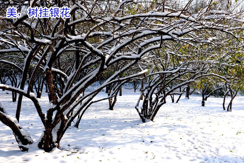 戚城瑞雪