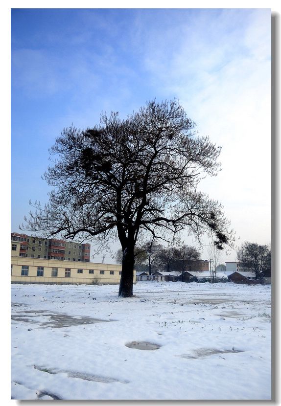 瑞  雪    ........