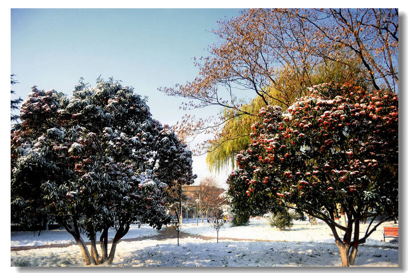 瑞  雪    ........