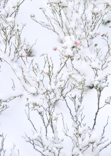 新蕾--初雪