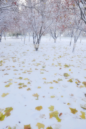 新蕾--初雪