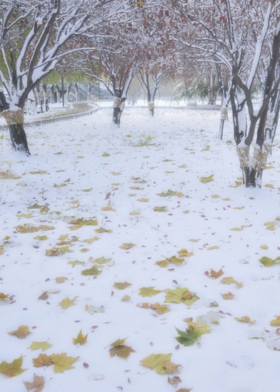 新蕾--初雪
