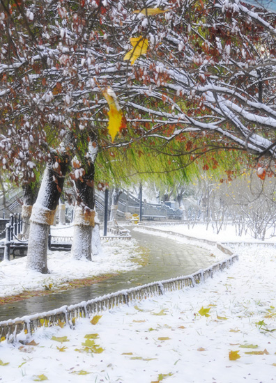 新蕾--初雪