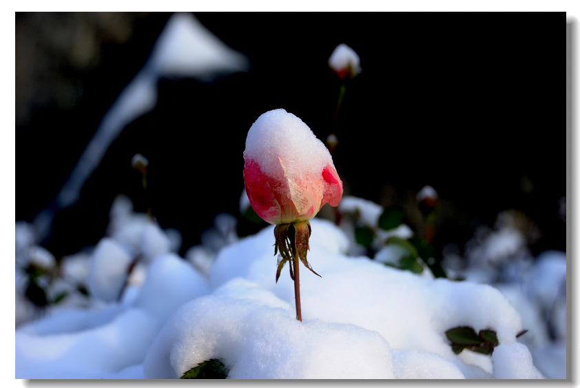 【瑞 雪】 ........ 下篇