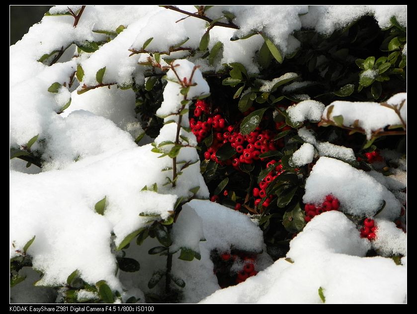 雪里红
