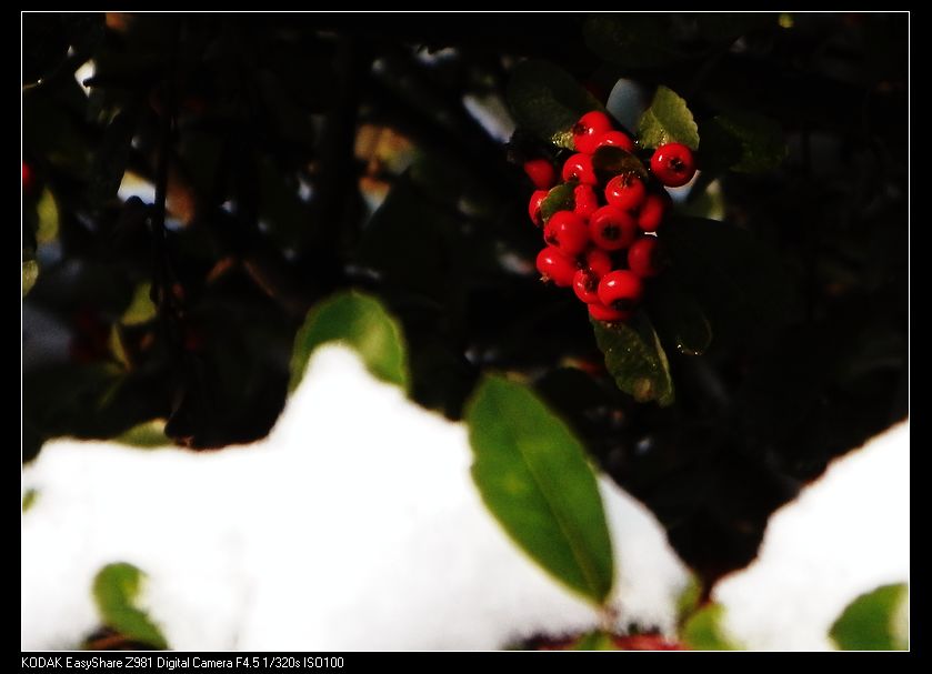 雪里红