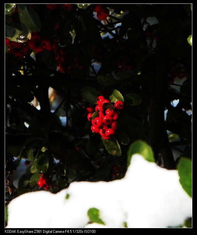 雪里红