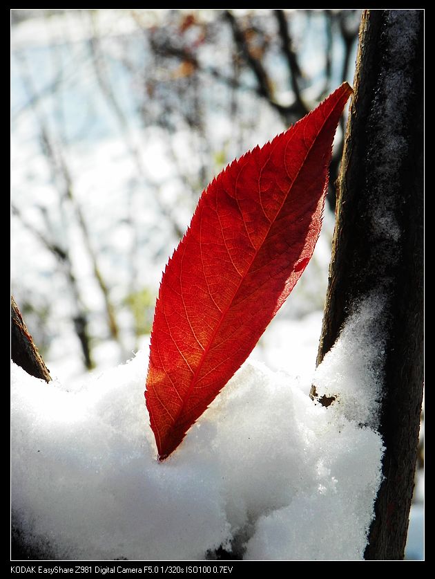 雪里红
