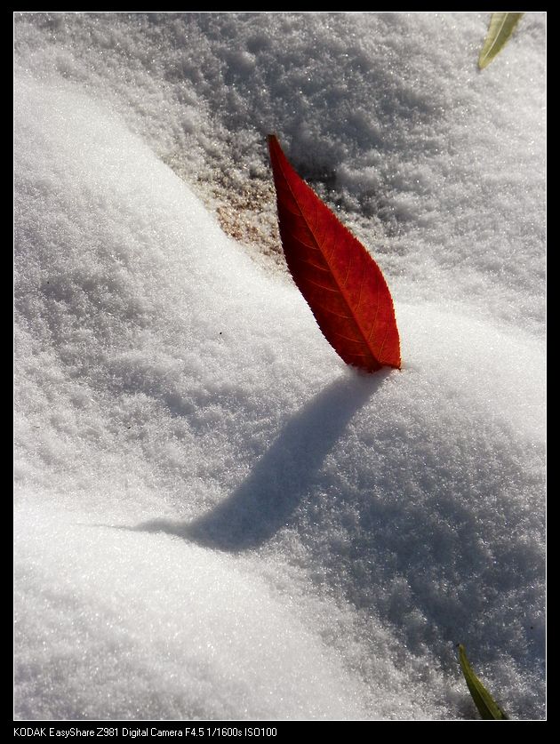 雪里红