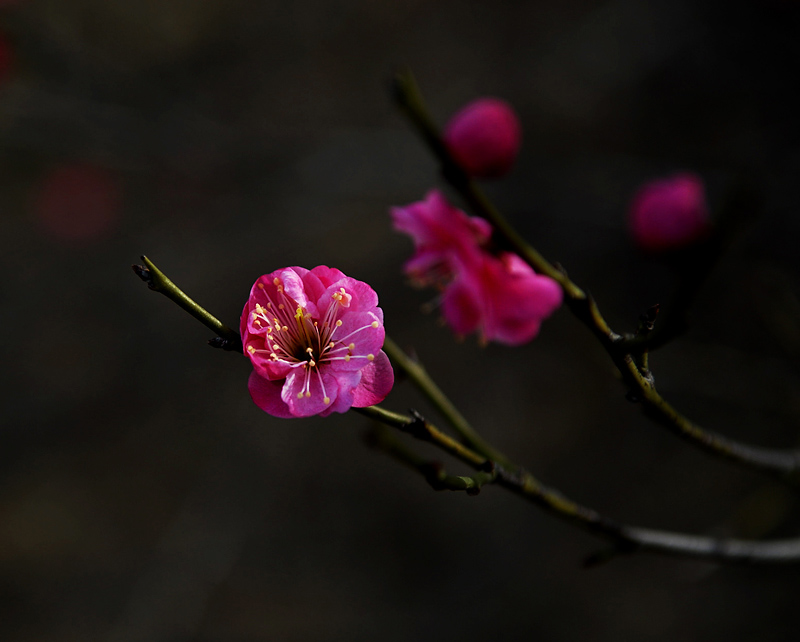 梅兰竹菊花卉帖