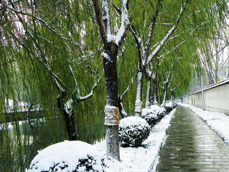 雪后