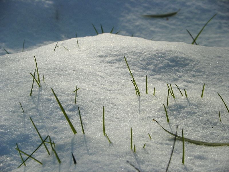 雪后