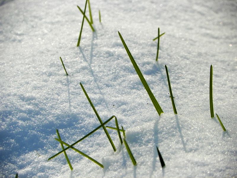 雪后