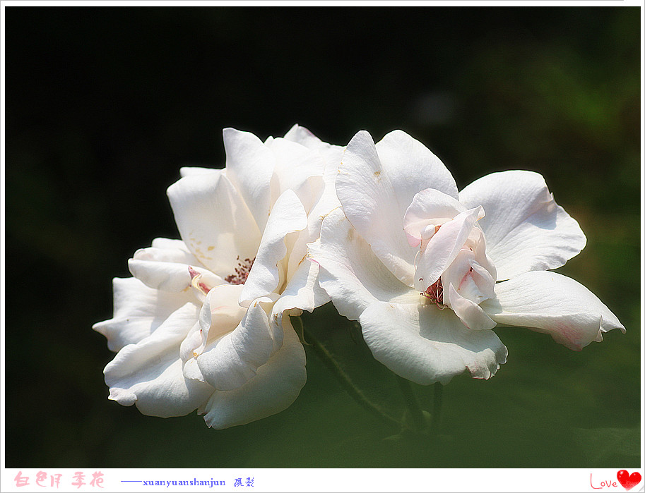 白色月季花