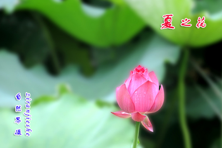 四季一枝花