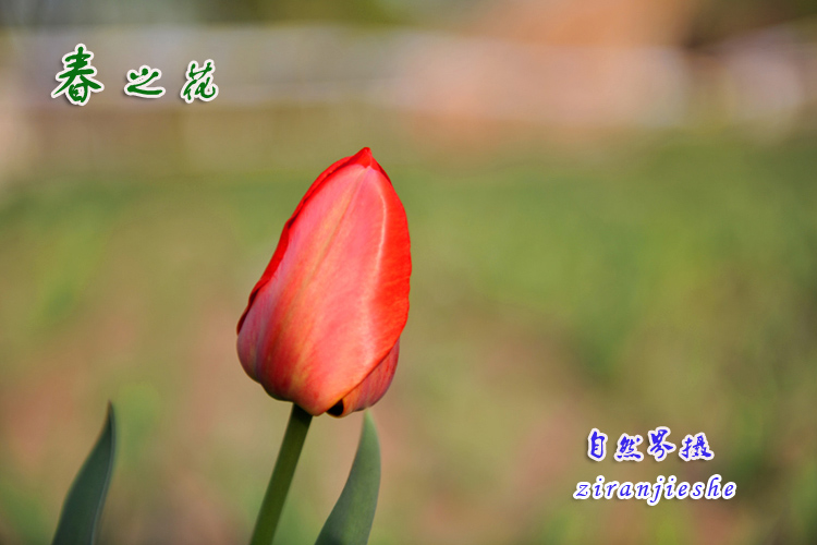 四季一枝花