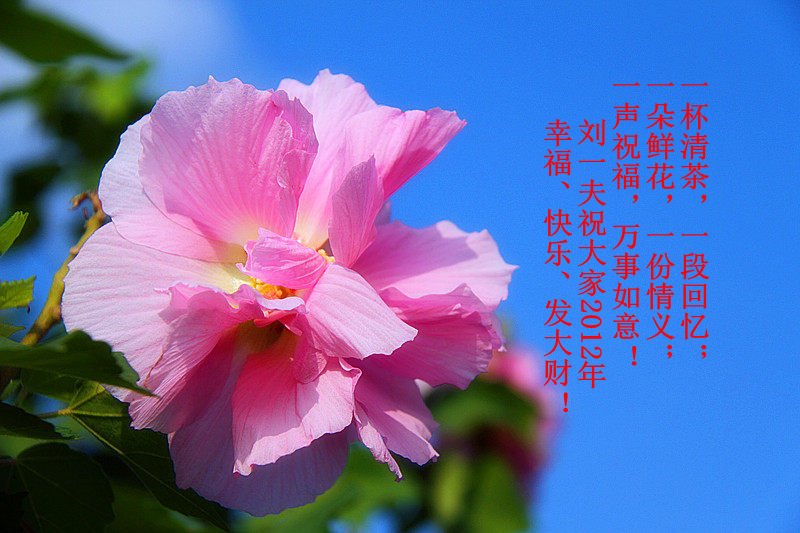 [原创]新年祝福