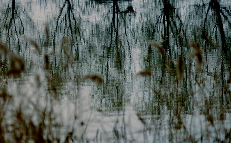 留得枯荷听雨声