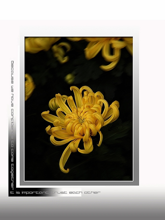 九月菊