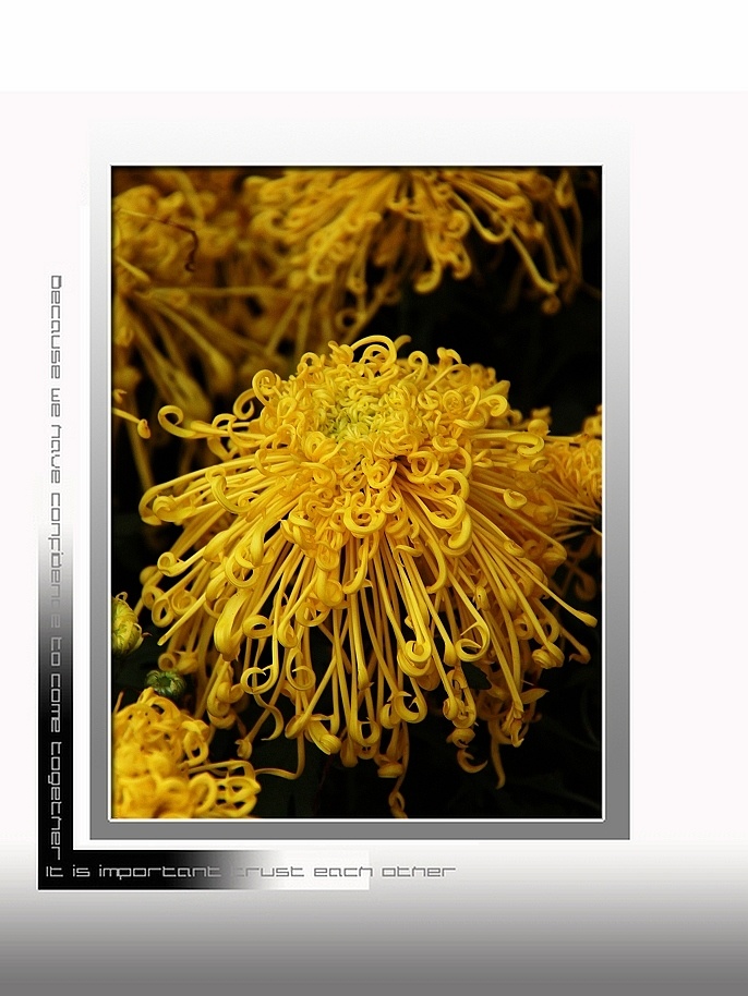 九月菊