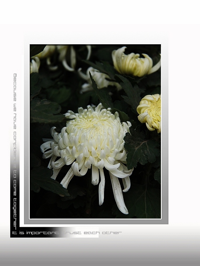 九月菊