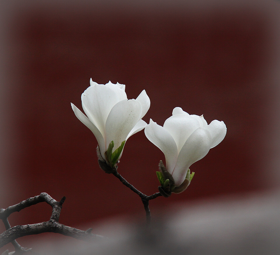白玉兰