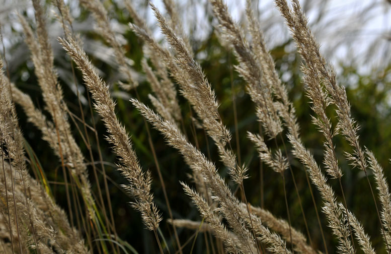 沙湖风光