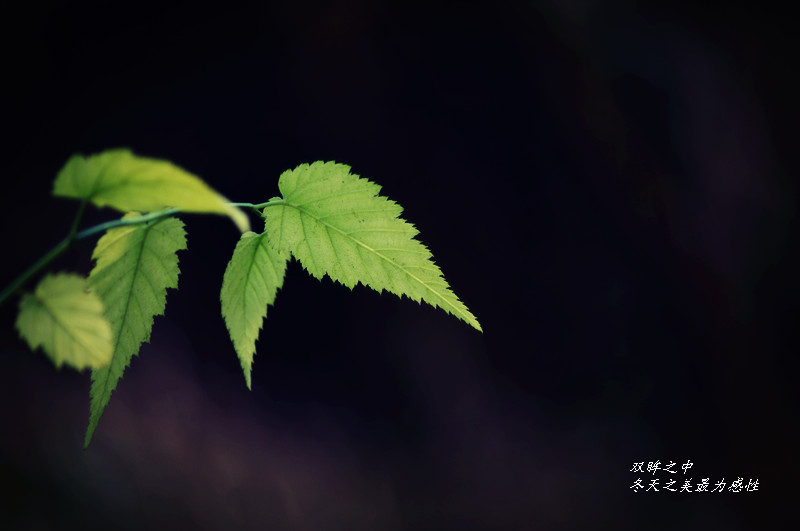 [原创]冬日油城小景---镜头中的美