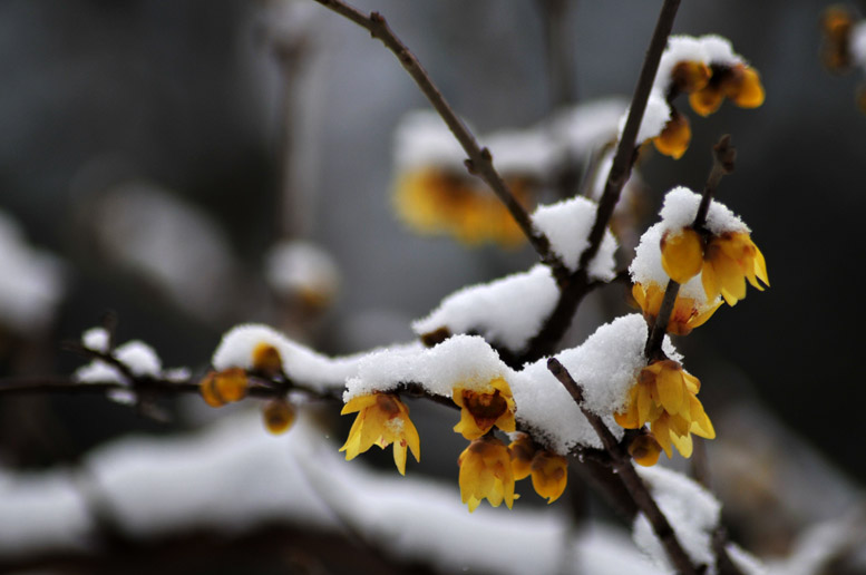 春雪杂韵