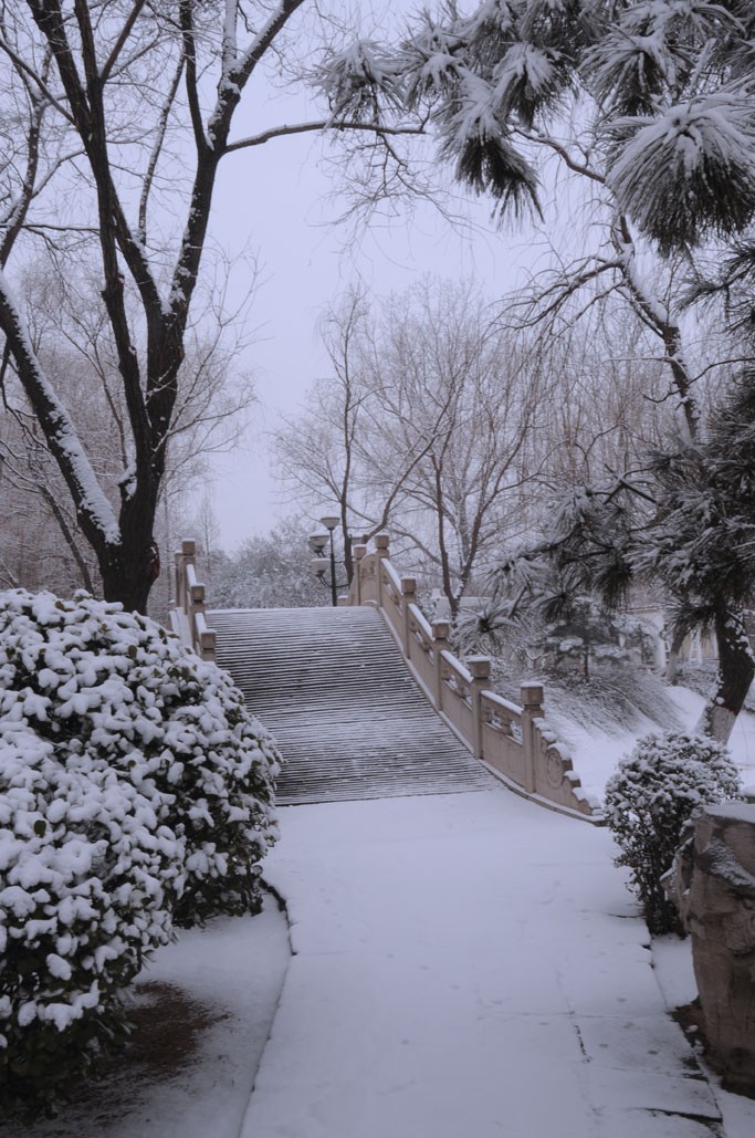 喜雪降中原，小景多别致
