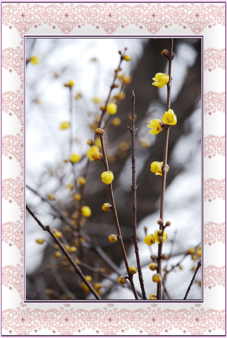 腊梅花开