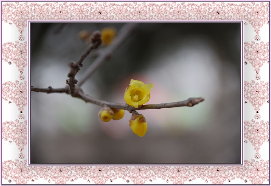 腊梅花开