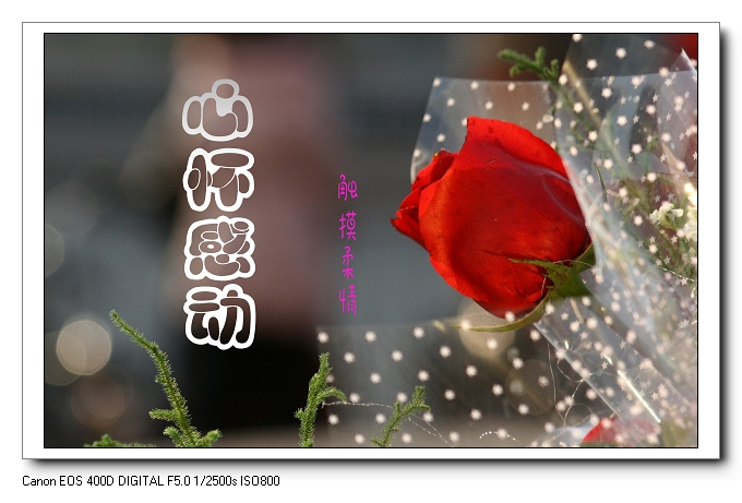玫瑰，情人节