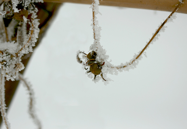 几张雪景小片