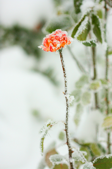 几张雪景小片