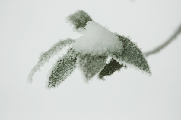 几张雪景小片