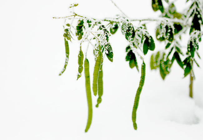 几张雪景小片