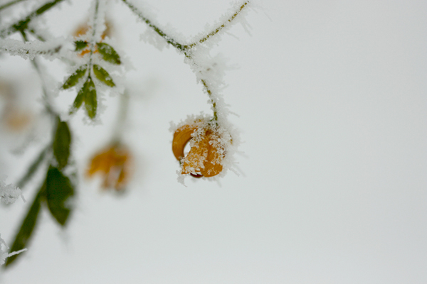 几张雪景小片
